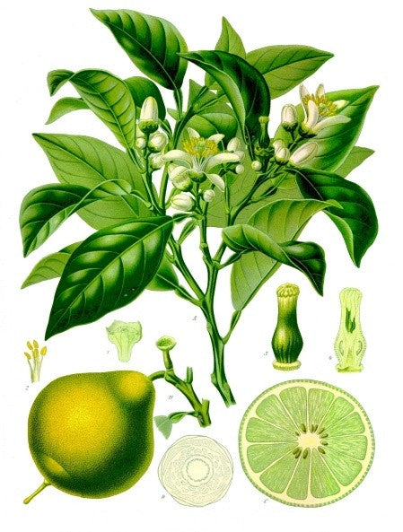 What is Bergamot?